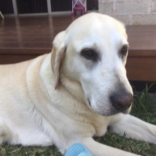 Lottie labrador lost 11 November
